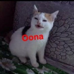 Meet your Posher, Oona